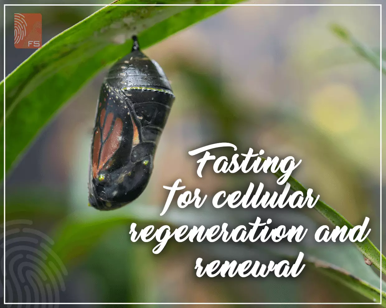 Fasting for cellular rejuvenation and renewal